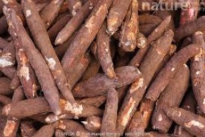 Cassava from Ghana